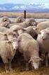 PRIMEROS OVINOS: Eran llamados ovejas churras : Poca lana Sin rizo Muy baja calidad; que posteriormente dio origen a la oveja criolla