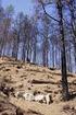 Restauración de montes quemados en condiciones mediterráneas
