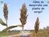 Fenología del crecimiento y desarrollo de plántulas de ají dulce (Capsicum frutescens L.)