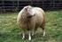 Dolly: una oveja, muchas preguntas.