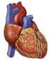 Enfermedad cardiovascular aterosclerotica. Algunos de sus factores de riesgo tradicionales