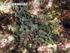 La comunidad de epífitos de Zonaria tournefortii en el norte de Tenerife (islas Canarias): análisis florístico y comentarios sobre su epifauna