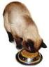 Manejo dietético de los problemas del tracto urinario felino inferior más frecuentes