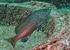 Catálogo de poslarvas y juveniles de peces del SAM ECOME 1 y 2
