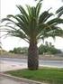 Phoenix canariensis sin cepillar Instalar 3 PIQUETAS SOSPALM 25 por palmera. Phoenix canariensis cepillada Instalar 3 PIQUETAS SOSPALM 15 por palmera