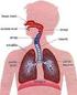 El aparato respiratorio humano está constituido por las fosas nasales, la faringe, la laringe, la tráquea, los bronquios y los pulmones.