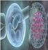 Células madre. El presente artículo expone un tema de actualidad. Stem cell. Artículo de revisión temática