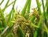 VARIEDADES DE ARROZ MAS CULTIVADAS EN ESPAIGA