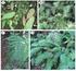 Licofitas (Equisetopsida: Lycopodiidae) de las Sierras Centrales de Argentina: un enfoque panbiogeográfico