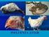 HPAI - Influenza aviar altamente patógena