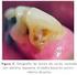 Microorganismos presentes en las diferentes etapas de la progresión de la lesión de Caries Dental