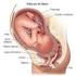 Parto natural. Los órganos reproductivos femeninos incluyen: 1. La vagina (canal del parto) 2. La cerviz (el cuello uterino) 3.
