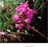 Distribución altitudinal de orquídeas terrestres como indicador del cambio climático en el Cerro Uyuca. Denís Huamaní Huamaní