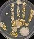 MICROBIOLOGÍA: Seguro que estas manos están limpias?
