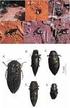 Dos especies nuevas de Cerceris de las Antillas Mayores (Hymenoptera: Apoidea, Crabronidae), con notas sobre su historia natural