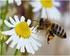 En 2006 saltó la alarma: colonias enteras de abejas de la miel se desvanecen sin dejar rastro.