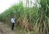 Evaluación de la producción de caña de azúcar a partir de herramientas de agricultura específica por sitio