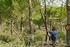 La gestión forestal sostenible garantía para la conservación y el aprovechamiento del monte andaluz