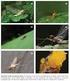 Alimentación ninfal de Leptophlebiidae (Insecta: Ephemeroptera) en el Caño Paso del Diablo, Venezuela