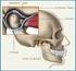 En el pasado la articulación temporomandibular. Imágenes por resonancia magnética de la articulación temporomandibular. Guillermo Concha S.