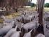 GOAT MILK YIELD, DRY TROPICAL CLIMATE.