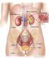2. Anatomofisiología del aparato urinario