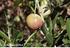 Mejora y selección de variedades de olivo en Andalucía