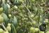 Comportamiento agronómico de variedades de olivo en Uruguay