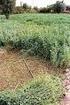 Hábito de crecimiento; La alfalfa es una especie de gran plasticidad que prospera desde regiones semiáridas hasta húmedas, con un rango óptimo entre