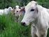 Producción de carne bovina en base a sistemas pastoriles
