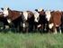 Stock 2011 del ganado bovino