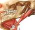 Anatomía normal y signos de disfunción de la articulación temporomandibular en RM