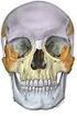 Osteología del macizo facial (I)