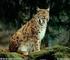 Presencia del Gato Montés (Lynx rufus) en selvas tropicales del estado de Hidalgo, México