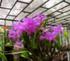 Las orquídeas de los cafetales en México: una opción para el uso sostenible de ecosistemas tropicales