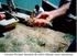 El cultivo de camarón y la calidad ambiental: Cómo disminuir sus efectos nocivos en las costas de Nayarit?
