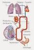 Órganos que intervienen en las funciones vitales