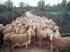 Volver a: El ganado lanar en la Argentina