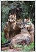 CRÍA Y MANEJO DEL CACHORRO DEL LOBO IBÉRICO (Canis lupus signatus) BREEDING, HUSBANDRY AND MANAGEMENT OF IBERIAN WOLF (Canis lupus signatus) CUBS