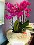 Flores del bien Orquídeas: ornatos florales