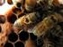 Efecto del nivel de infestación de Varroa destructor sobre la producción de miel de colonias de Apis mellifera en el altiplano semiárido de México