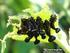 Palabras clave. Escarabajos de mayo, Taxonomía, bosque tropical.