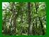 Criterios ecológicos para el manejo del bosque nativo