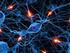 La Relación y la Influencia del Cerebro, las Neuronas, el Sistema Nervioso, y el Sistema Endocrino en la Conducta Humana