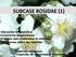 SUBCASE ROSIDAE (1) Ubicación taxonómica Caracteres diagnósticos Ordenes que conforman la subclase Diferencias entre las familias