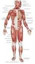 APARATO LOCOMOTOR II: El sistema muscular