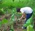 Incorporación de abonos verdes y biofertilizante foliar en el cultivo orgánico de fresa (Fragaria spp.) var. Britget en Las Sabanas, Madriz.