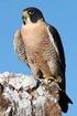 Monitoreo del Halcón Peregrino (Falco peregrinus anatum) en el Área de Protección de Flora y Fauna Maderas del Carmen