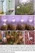 Protocolo para la producción de minitubérculos de Xanthosoma sagittifolium (L.) Schott. en casa de cultivo a partir de plantas in vitro