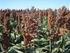 Evaluación de sorgos diferidos: producción de materia seca y calidad. Campaña 2006/2007